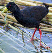 Black Crake