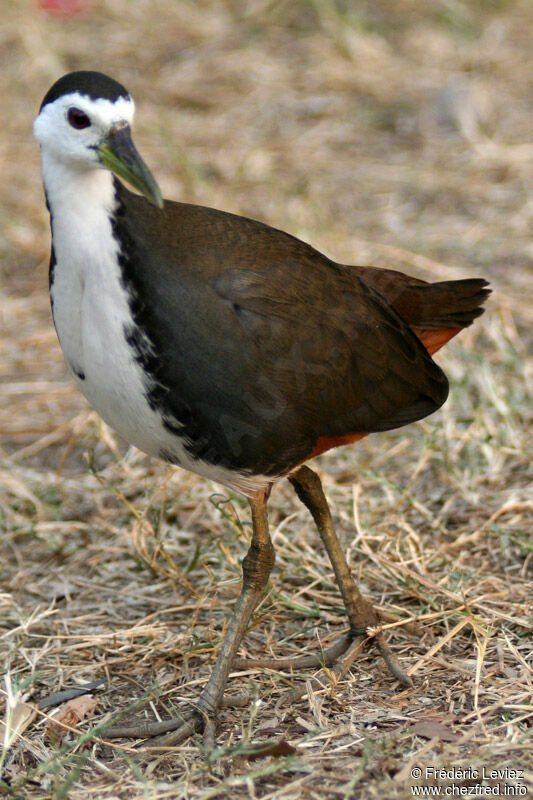 White-breasted Waterhenadult