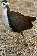 White-breasted Waterhen