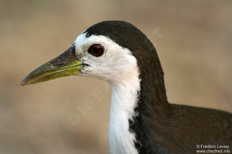 White-breasted Waterhenadult