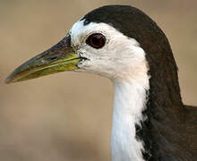 White-breasted Waterhen