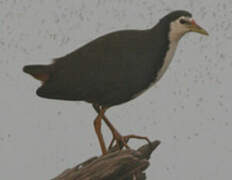 White-breasted Waterhen