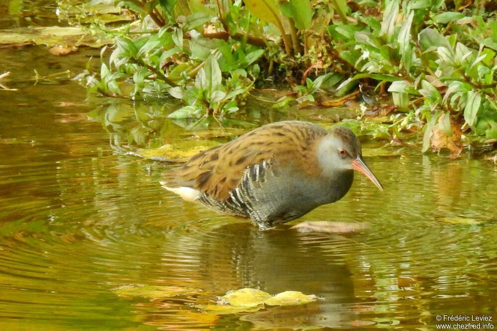 Râle d'eauadulte, identification