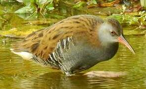 Water Rail