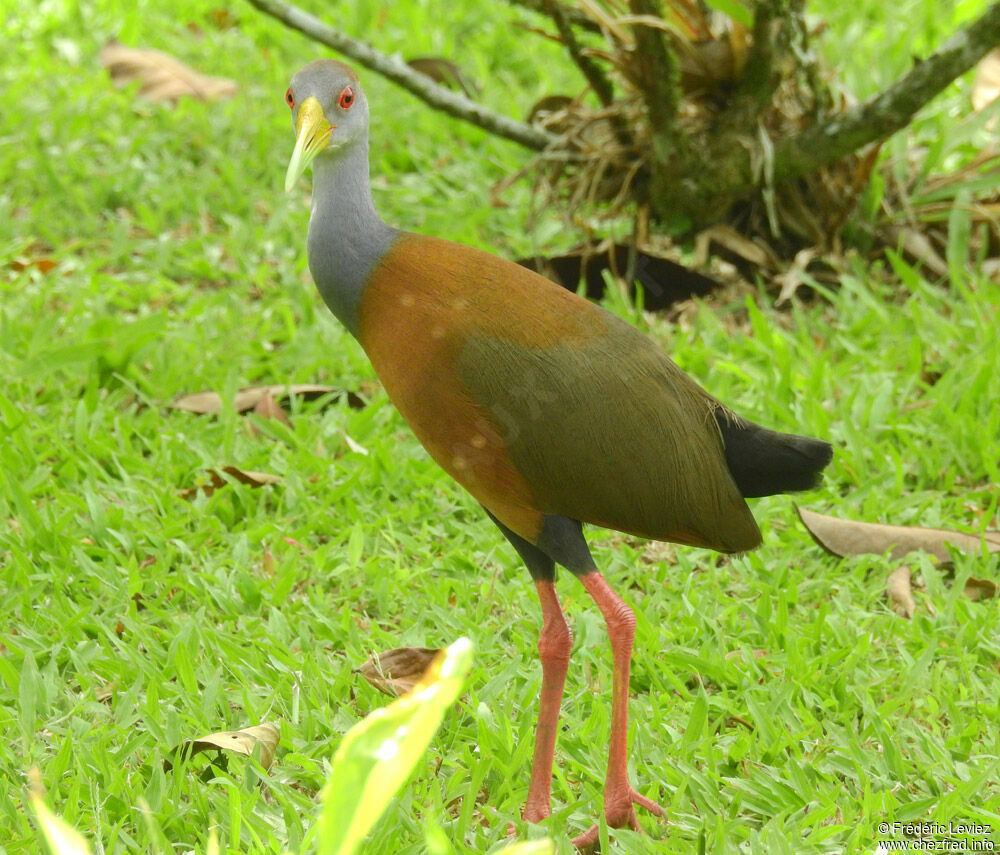 Grey-cowled Wood Railadult, close-up portrait