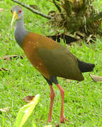 Grey-cowled Wood Rail