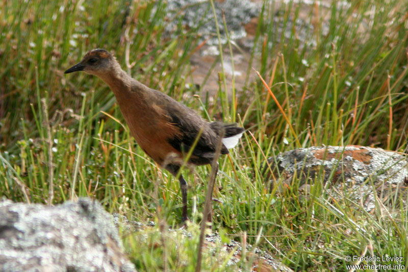 Rouget's Railadult