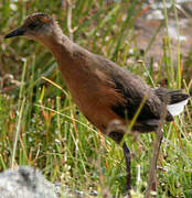 Rouget's Rail