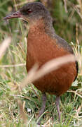 Rouget's Rail