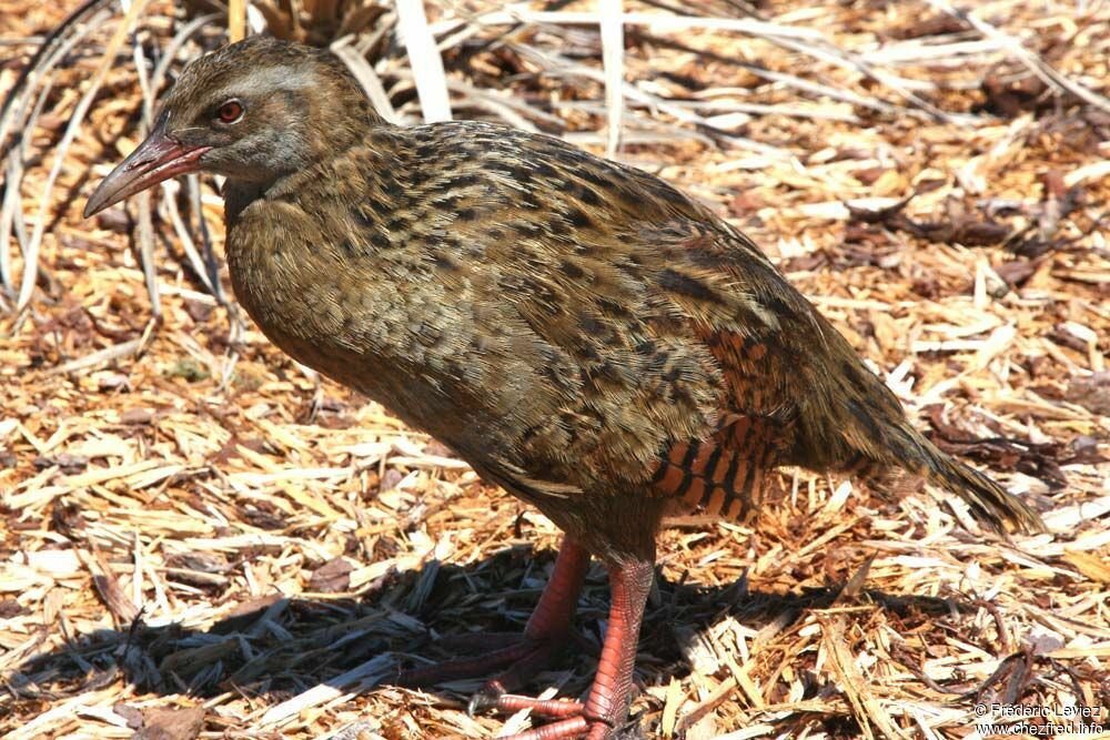 Râle wékaadulte, identification