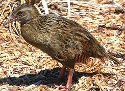 Weka