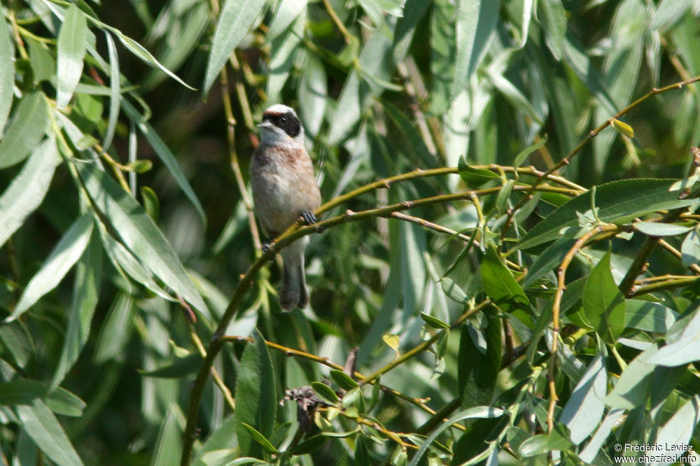 Rémiz pendulineadulte nuptial, identification