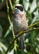 Eurasian Penduline Tit