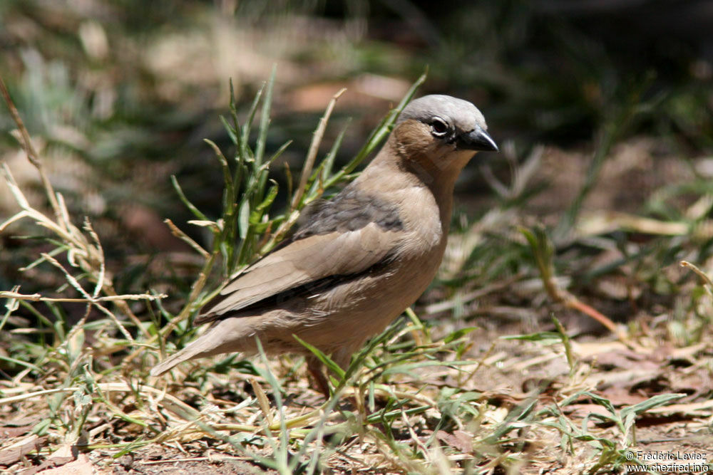 Grey-capped Social Weaveradult, identification