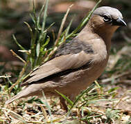 Grey-capped Social Weaver