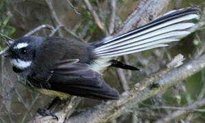 New Zealand Fantail