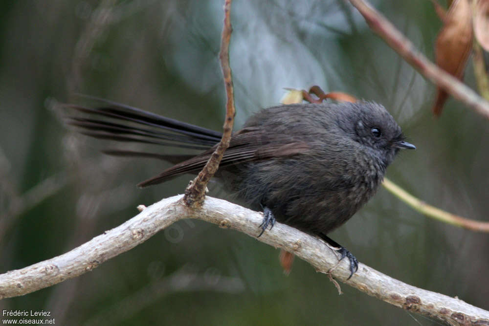 New Zealand Fantailadult, identification