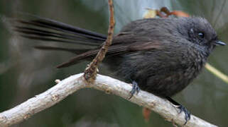 New Zealand Fantail