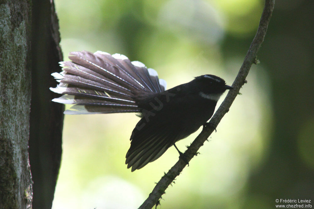 White-throated Fantailadult, identification, Behaviour