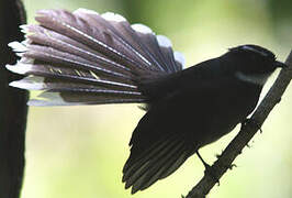 White-throated Fantail