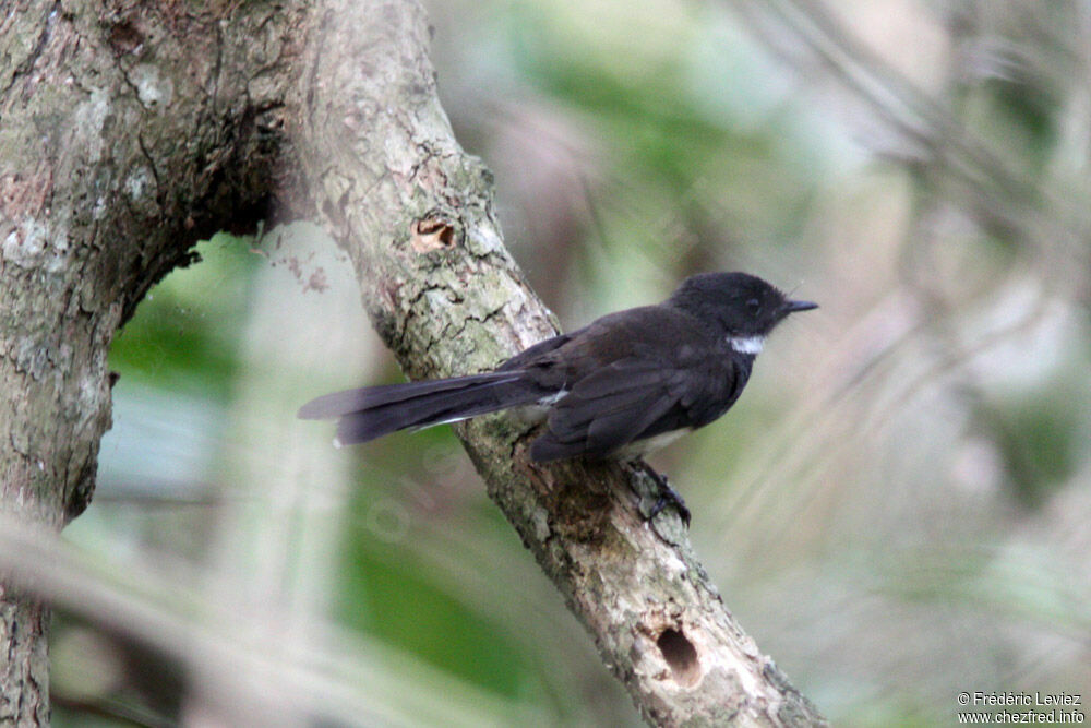 Malaysian Pied Fantailadult, identification