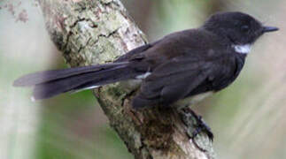 Malaysian Pied Fantail