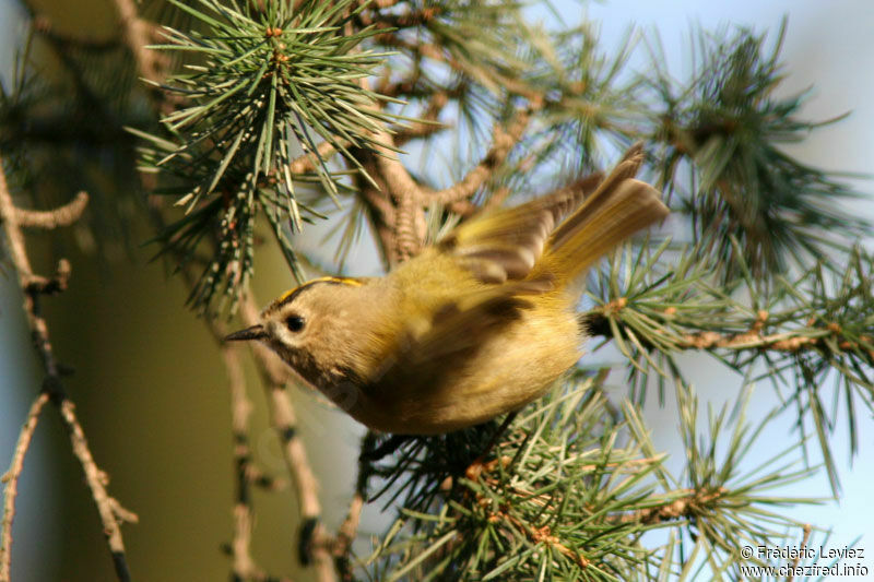 Roitelet huppéadulte