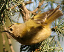 Goldcrest