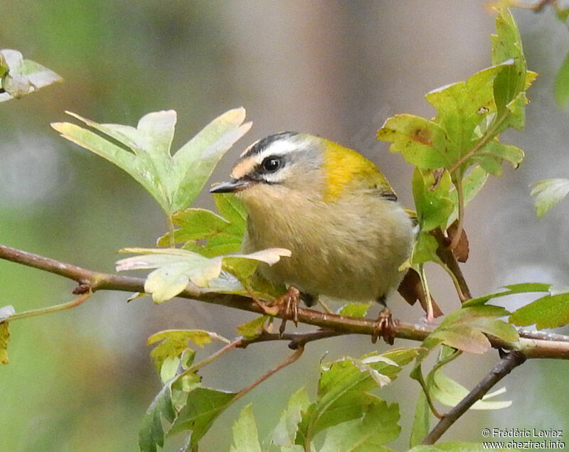 Common Firecrest, identification, close-up portrait