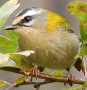 Common Firecrest