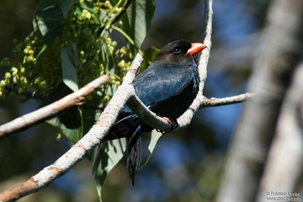 Rolle orientaladulte, identification