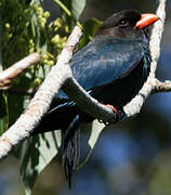 Oriental Dollarbird