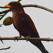 Broad-billed Roller