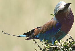 Lilac-breasted Roller