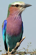 Lilac-breasted Roller