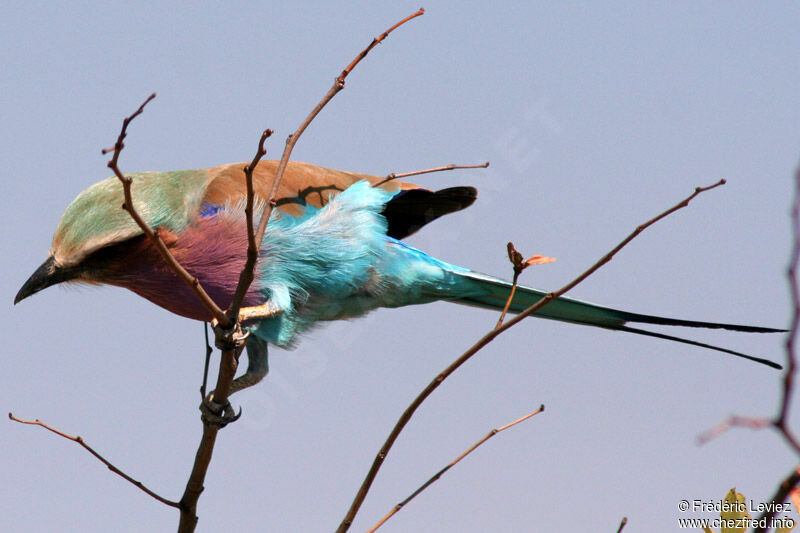 Lilac-breasted Rolleradult