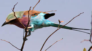 Lilac-breasted Roller