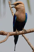 Blue-bellied Roller