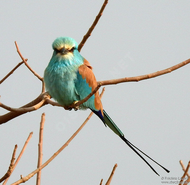 Rollier d'Abyssinieadulte, identification, portrait