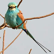 Abyssinian Roller