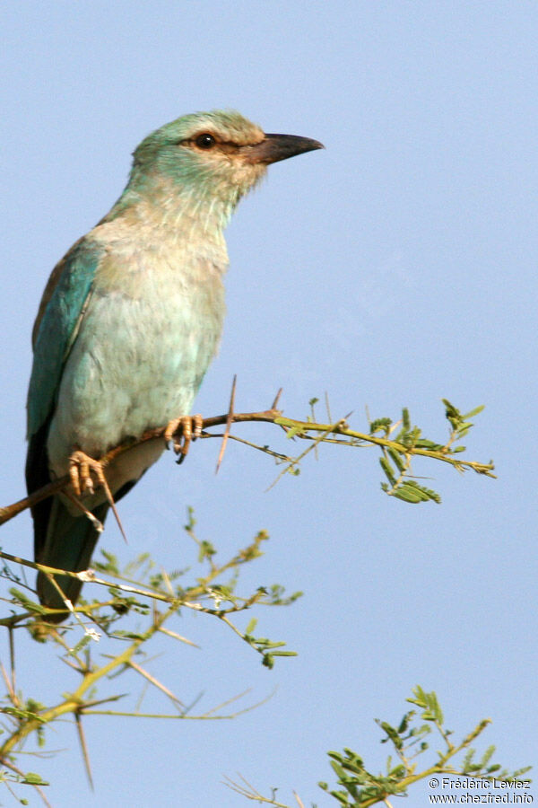 European Roller