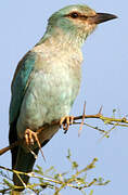 European Roller