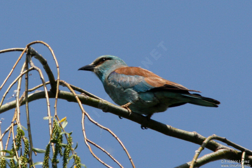 Rollier d'Europeadulte, identification