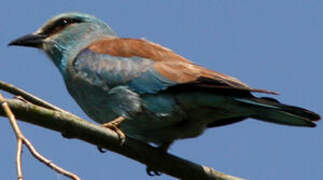 European Roller