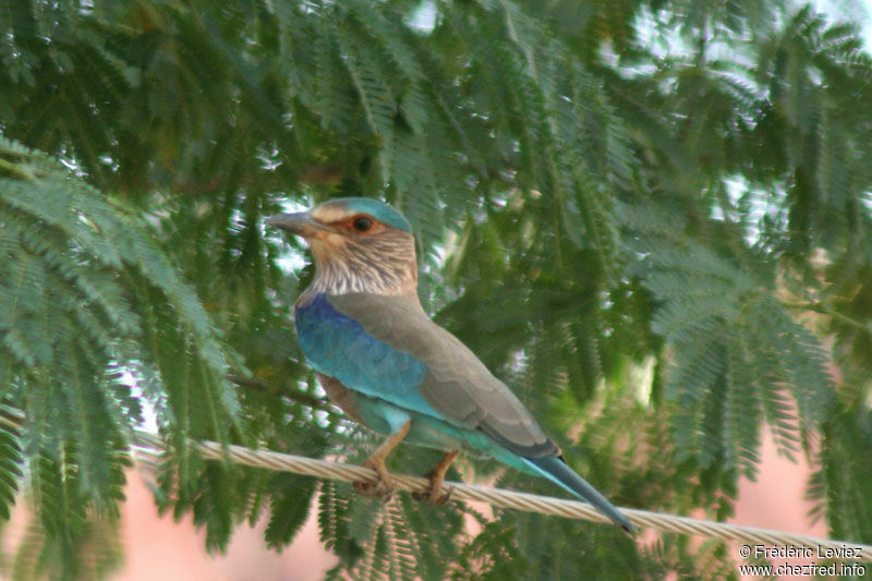 Indian Rolleradult