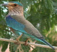 Indian Roller