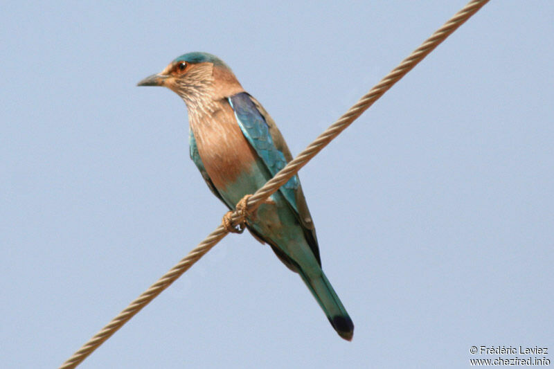 Indian Rolleradult