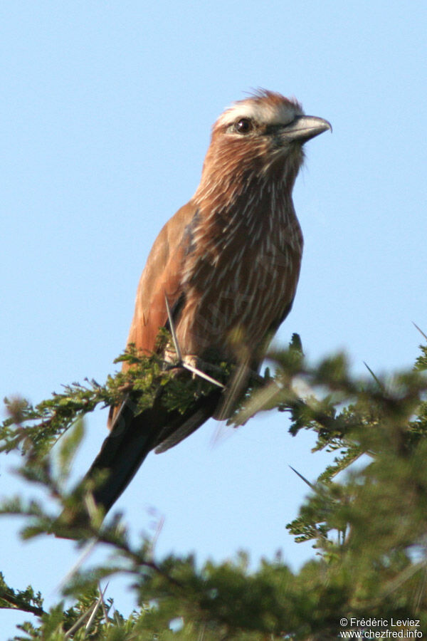 Purple Rolleradult