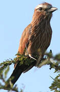 Purple Roller