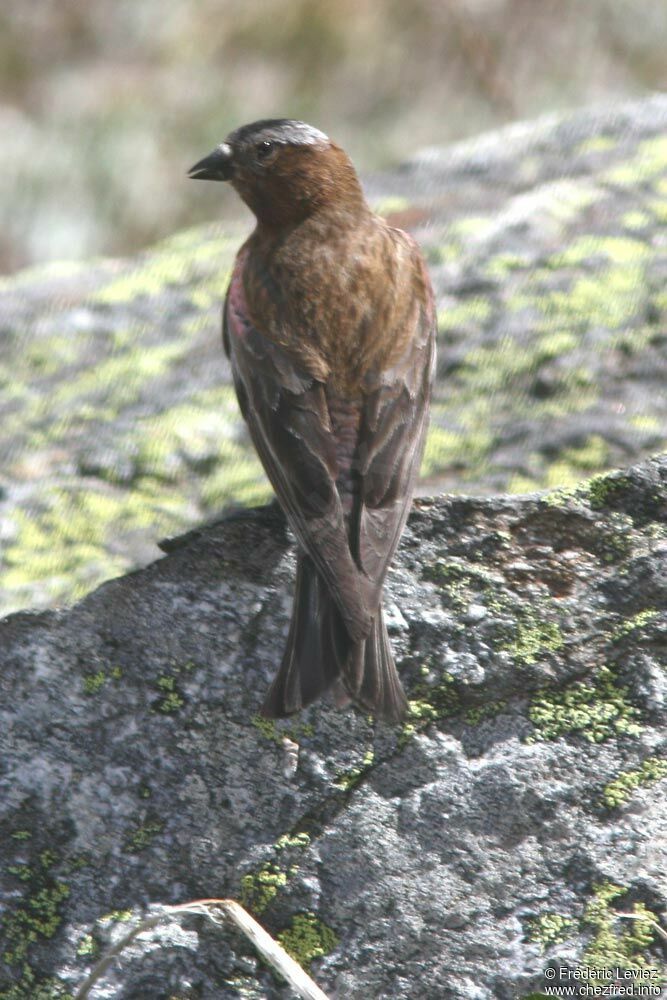 Roselin à tête griseadulte, identification